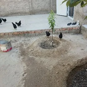 karlik serama