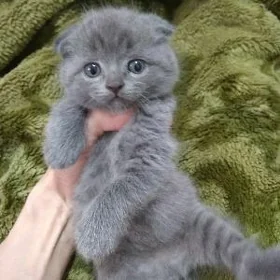 котята