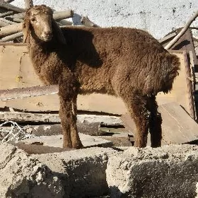 gısar berre guzy