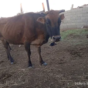 satlyk gysyr sygyr
