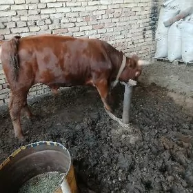 Okuzler