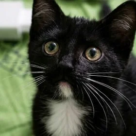 Котёночек