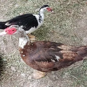 ördek