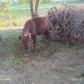 okizçeler