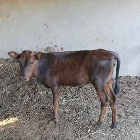Göle oküzce gulajyn
