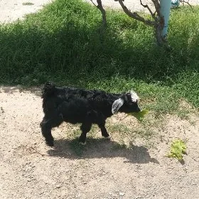 Owlok