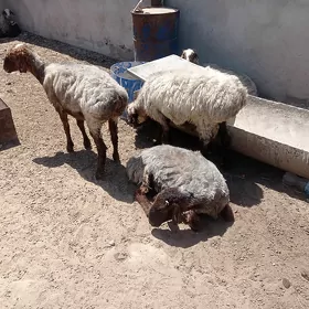 işşek goýyn