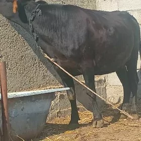 sygyr