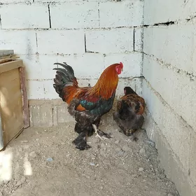 Brama horaz