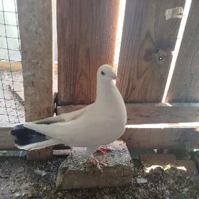Kepderi