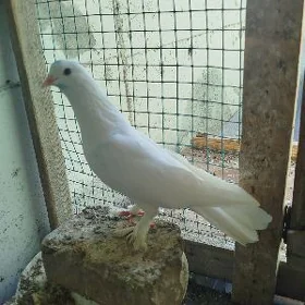 Kepderi