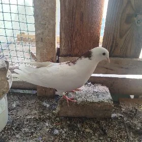 Kepderi