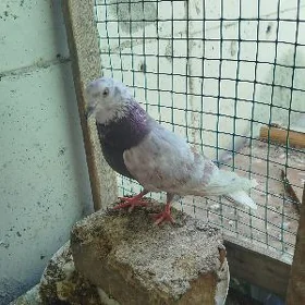 Kepderi