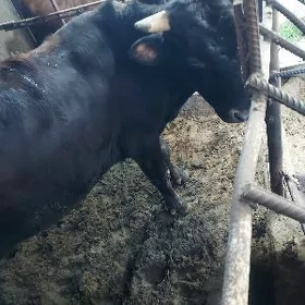 Ökuz