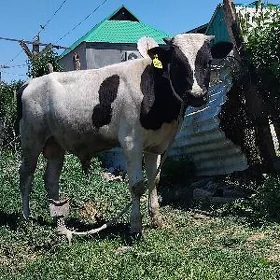OKUZ TUWE