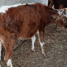 tuwe