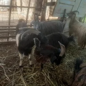geçiller