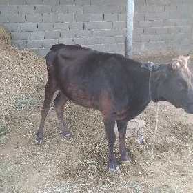 Tüwe bir ýaş üç aý