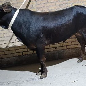 semiz okuz