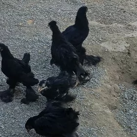 Balgar Brama jüje