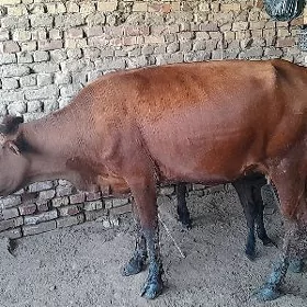 Goleli sygyr okuzce gulajyn