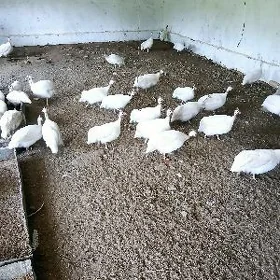 Sisarka (Kakilik)