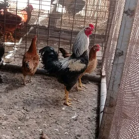 HoraZ