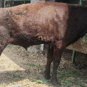 ÖKÜZ
