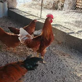 horaz