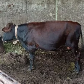 öküz