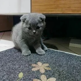 pişik şotlan котёнок