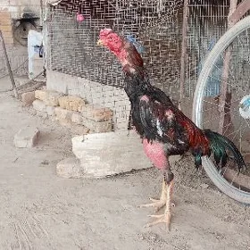 baysow
