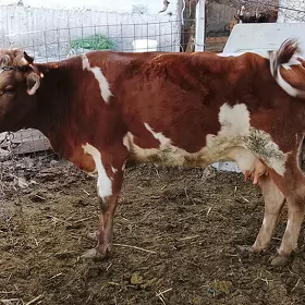GÖLELİ SYGYR ARASSA TOHUM