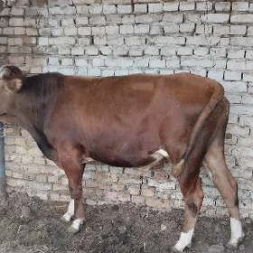 ökuz