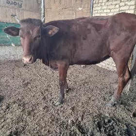 arassa burlat unajyn