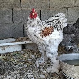 brama Horoz Maki