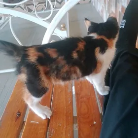 pişik