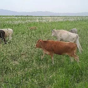 tüwe