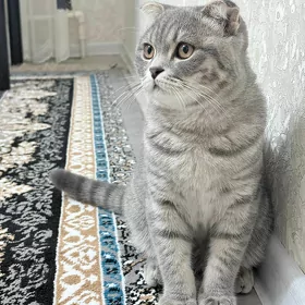 кот  шотландский вислоухий