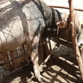 Öküz