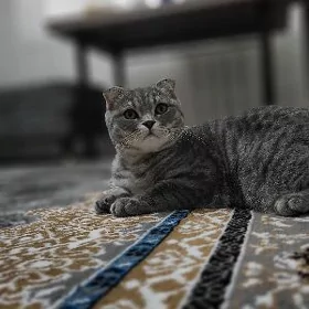 вислаухи