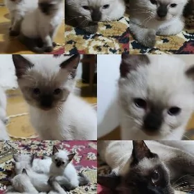 сиамские котята