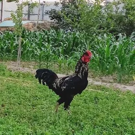Horaz
