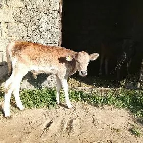 okuzce