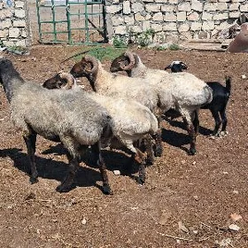 Goç