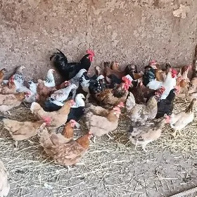 towuklar