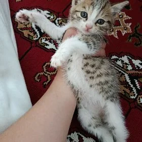pisikler