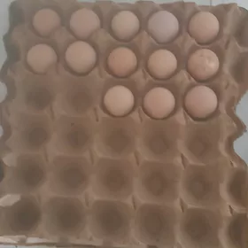 kakilk yumurtga