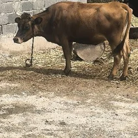 SYGYR
