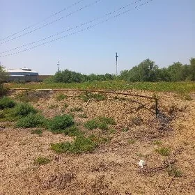 mellek